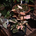 Amydrium medium blue 藍網紋雷公蓮（Amydrium medium blue）— 植仔 Plantjai 香港觀葉植物