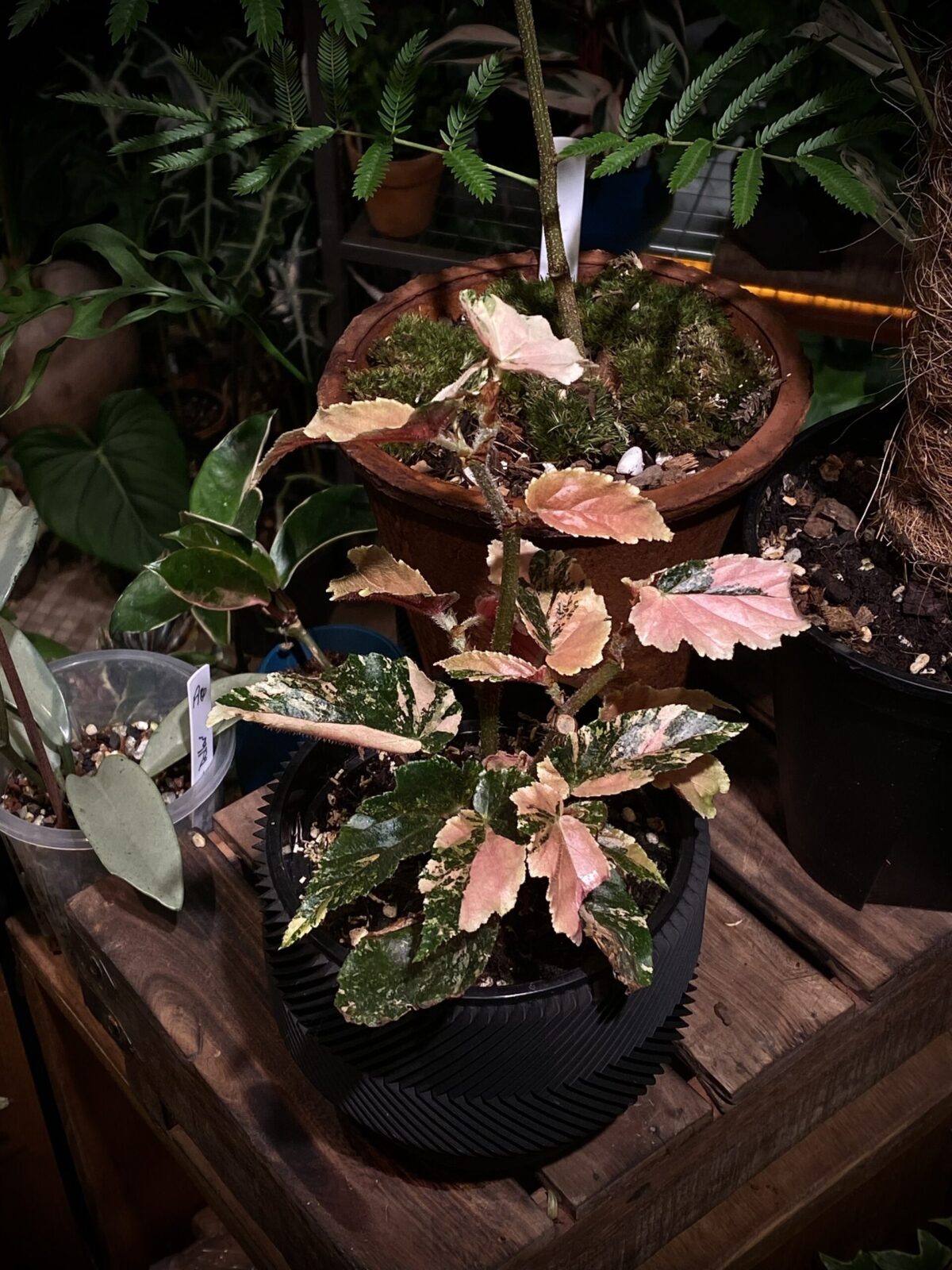 Begonia ginny galaxy 銀河錦秋海棠