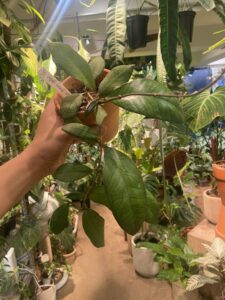 Hoya sp. Gunung Gading - Image 3