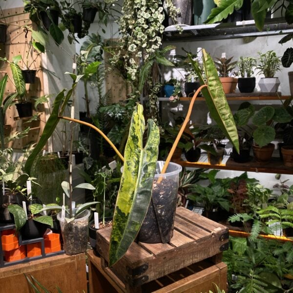 Philodendron billietiae variegated 橙柄蔓綠絨錦（Philodendron billietiae variegated）— 植仔 Plantjai 香港觀葉植物