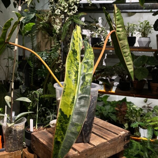 Philodendron billietiae variegated 橙柄蔓綠絨錦 — 植仔 Plantjai 香港觀葉植物