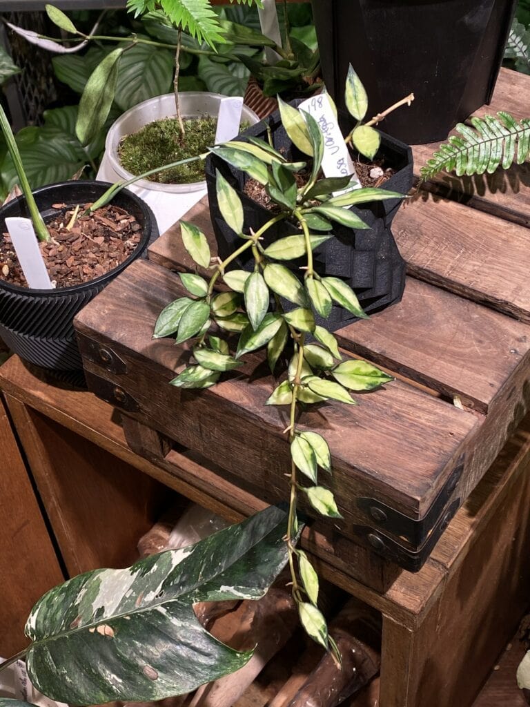天涯毬蘭