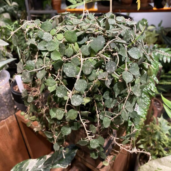 Hoya curtisii — 植仔 Plantjai 香港觀葉植物