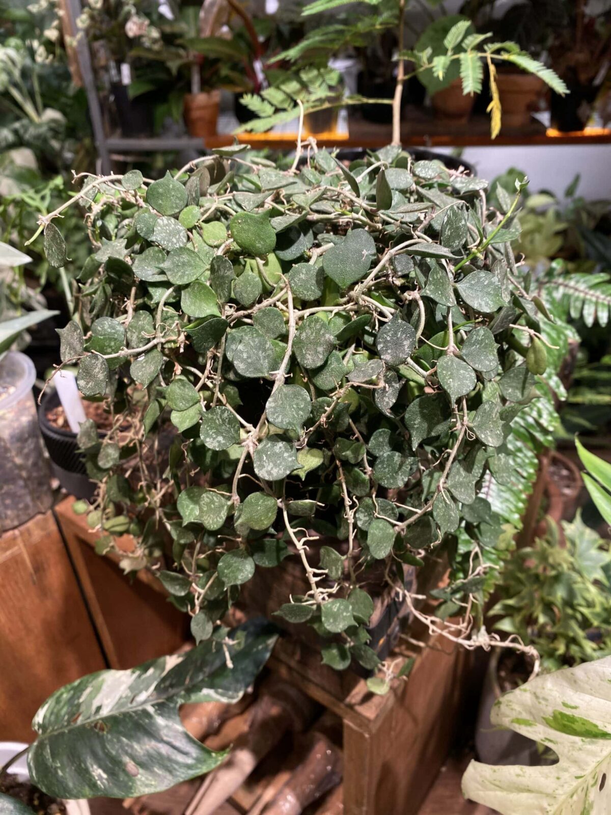 Hoya curtisii 小章魚毬蘭