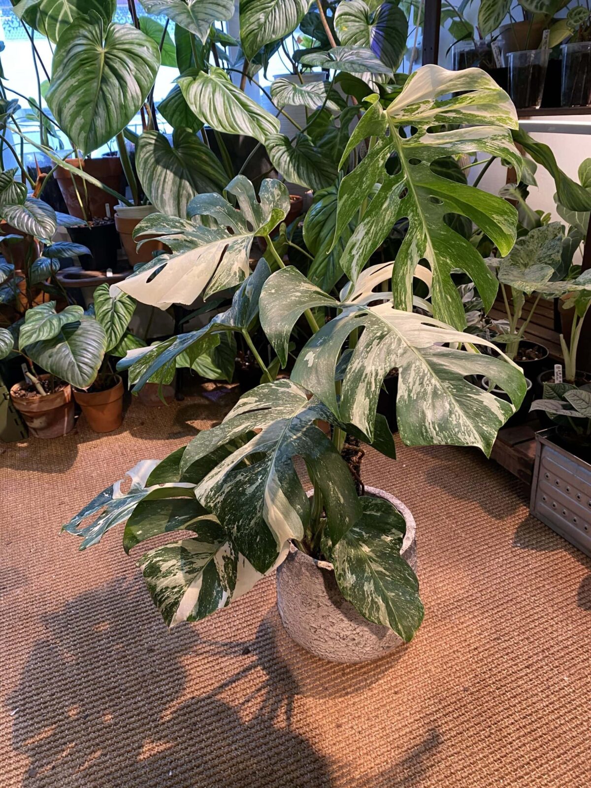 Monstera borsigiana albo variegata 白錦龜背竹 Monstera borsigiana albo variegata 白錦龜背竹 — 植仔 Plantjai 香港觀葉植物