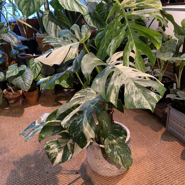 白錦龜背竹 — 植仔 Plantjai 香港觀葉植物