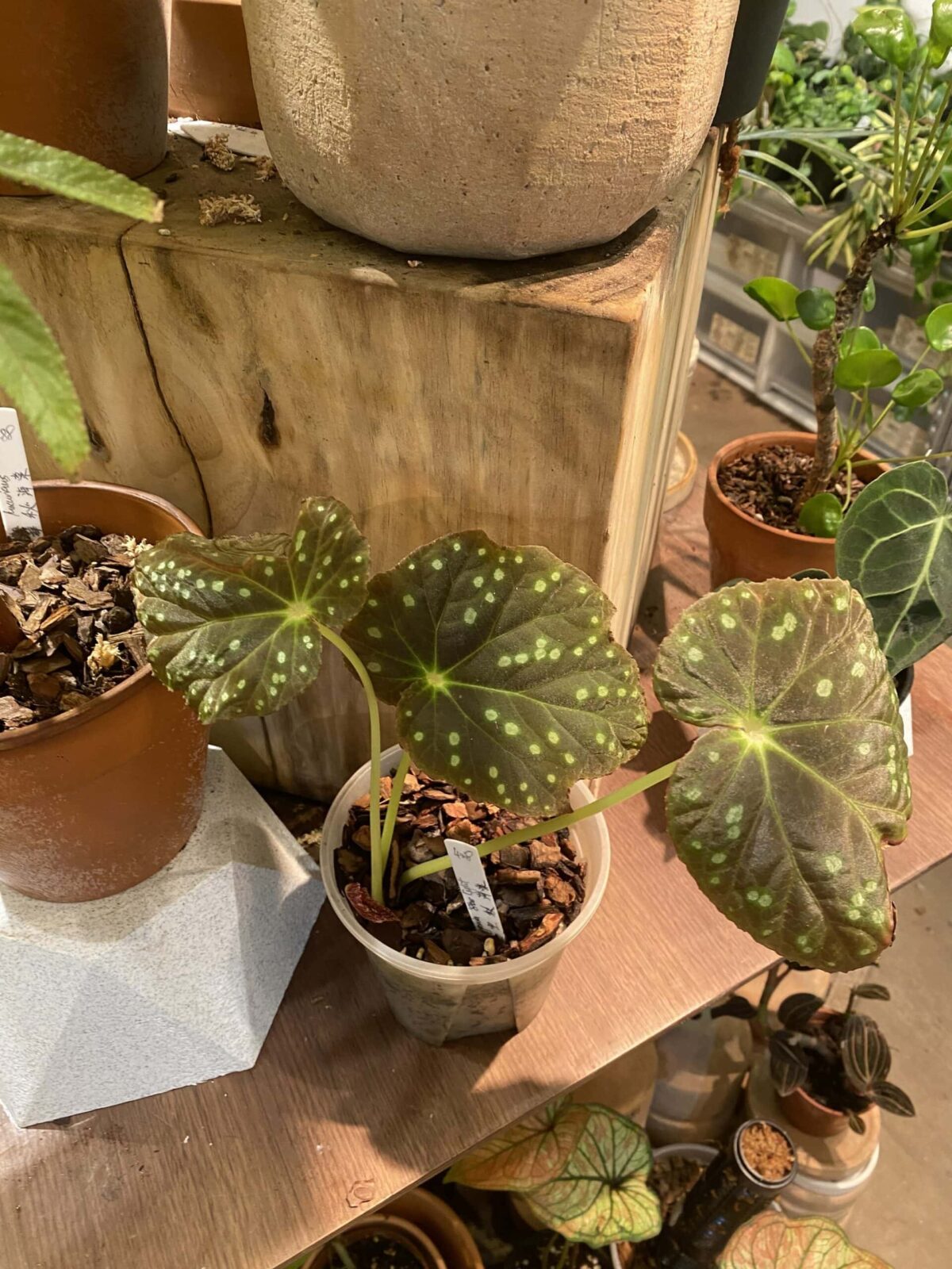 Begonia sp.starry sky 星空秋海棠