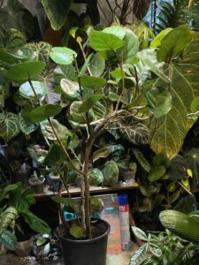 Coccoloba uvifera - Image 5