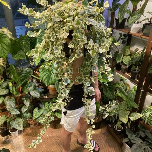 Hedera helix Yukihotaru 雪瑩常春藤 L — 植仔 Plantjai 香港觀葉植物