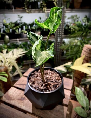 炒雞蛋合果芋 — 植仔 Plantjai 香港觀葉植物