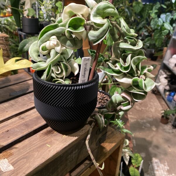 Hoya compacta albomarginata（Hoya compacta albomarginata）— 植仔 Plantjai 香港觀葉植物