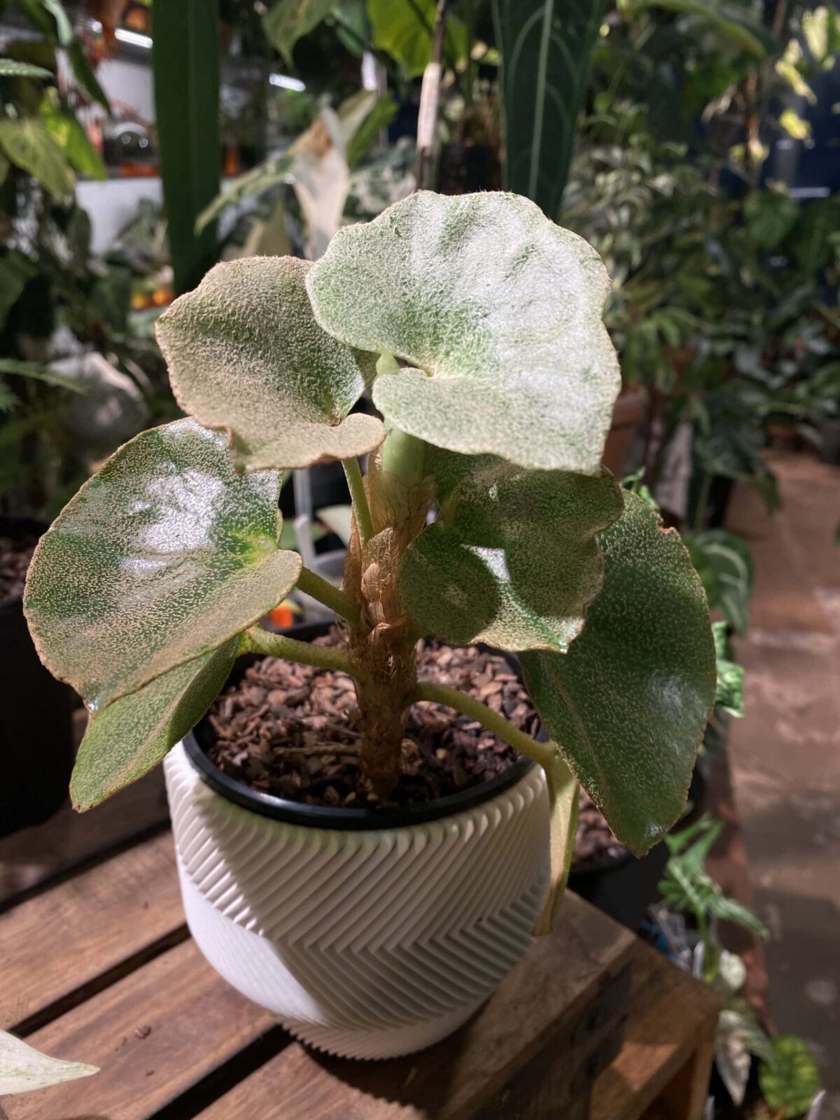 Begonia venosa 秋海棠