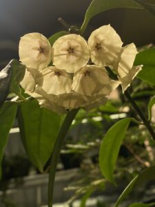 Hoya campanulata 高斑康鵬娜毬蘭