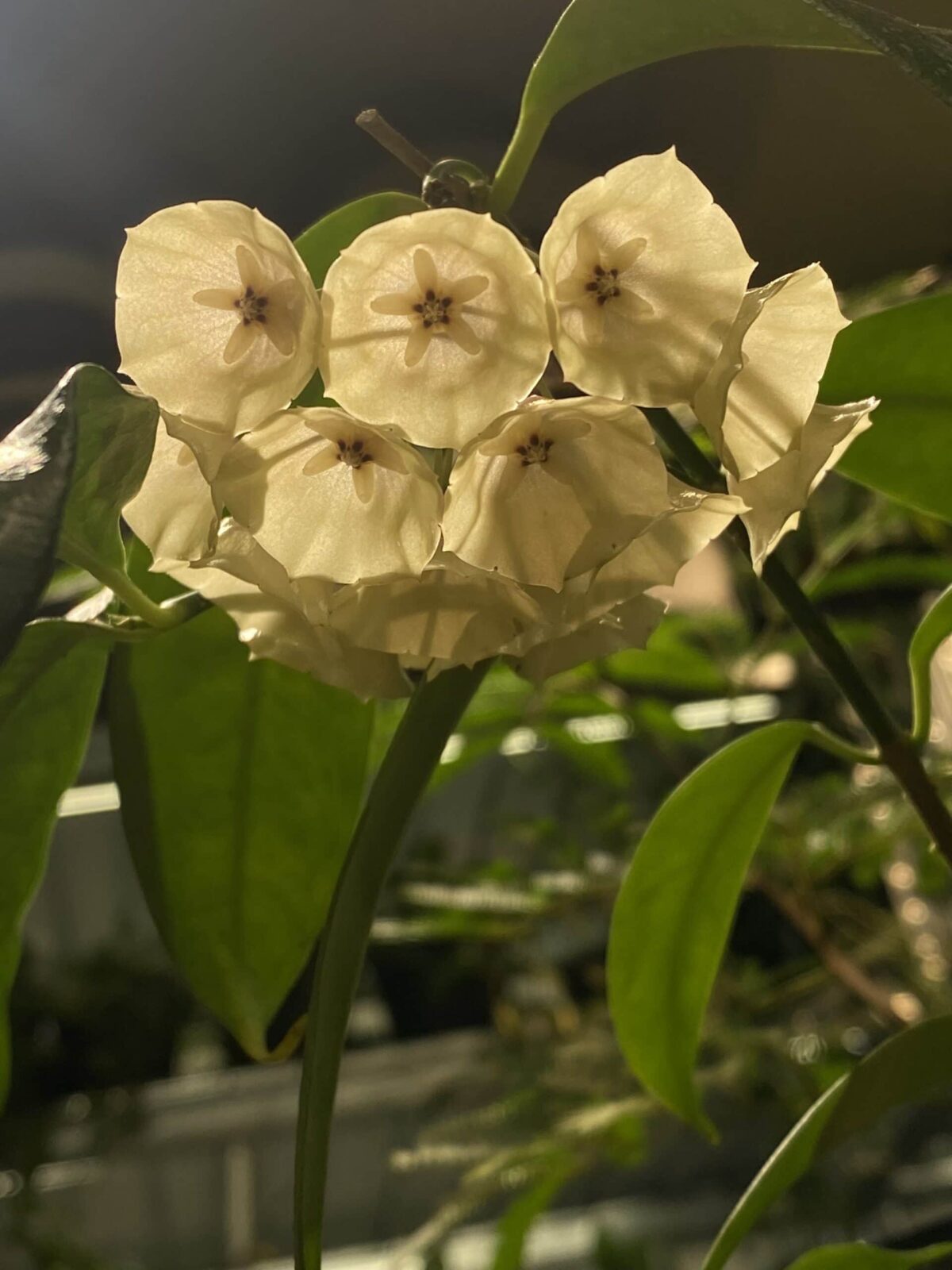 Hoya campanulata 高斑康鵬娜毬蘭