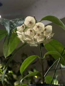 Hoya campanulata - Image 3