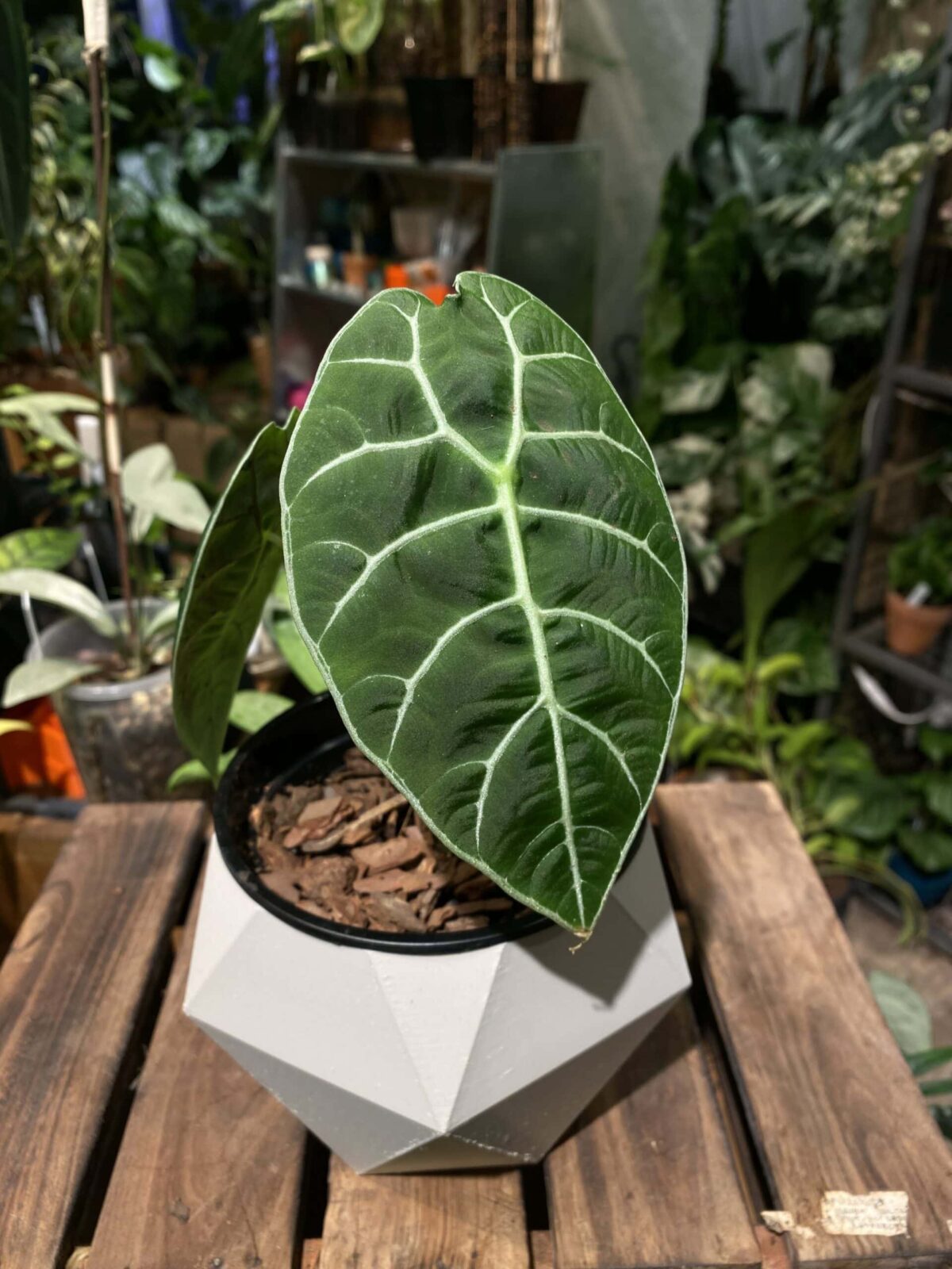 Alocasia watsoniana doff 絨面屈臣海芋