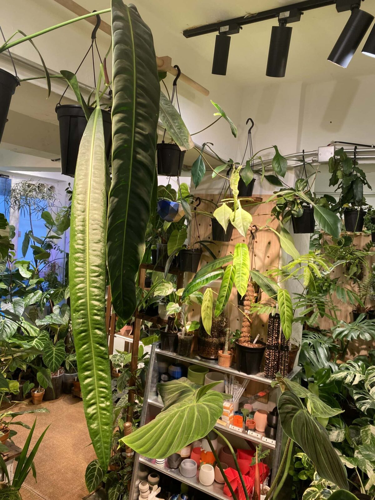 Anthurium morona 海帶花燭