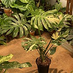 Monstera 'Thai Constellation'  泰國灑金龜背竹 — 植仔 Plantjai 香港觀葉植物