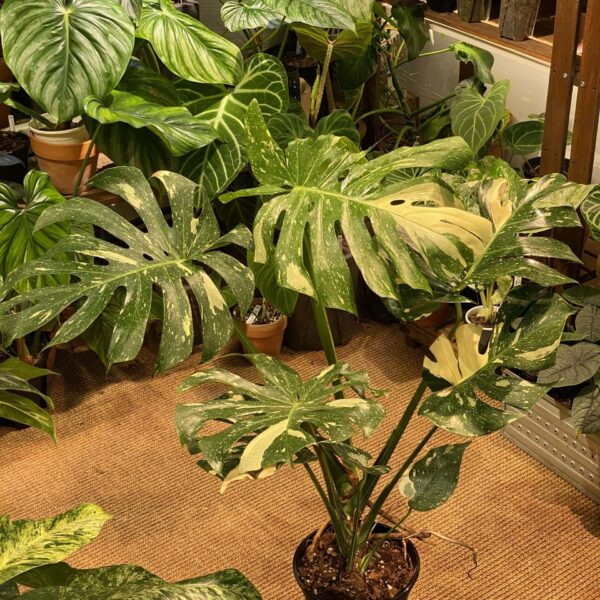 泰國灑金龜背竹 — 植仔 Plantjai 香港觀葉植物