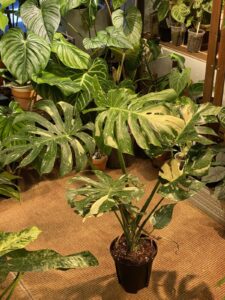 Monstera 'Thai Constellation' 泰國灑金龜背竹