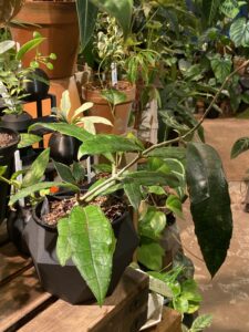 Hoya callistophylla ssp. long leaf  淡味長葉毬蘭
