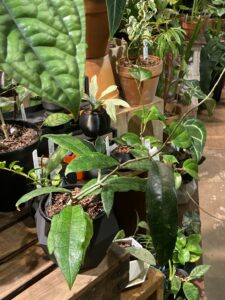 Hoya callistophylla ssp. long leaf - Image 3