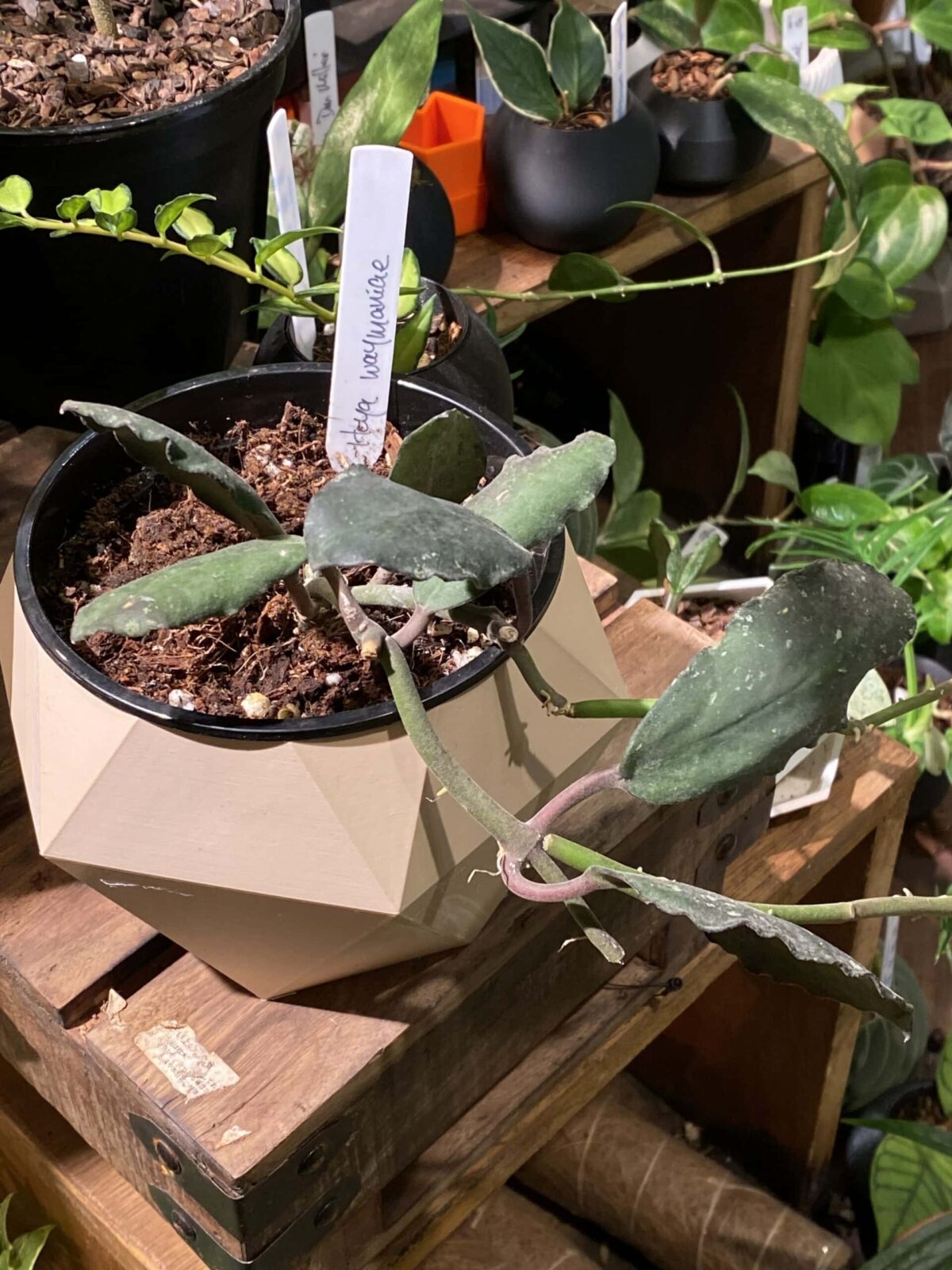 Hoya waymaniae 威妮蔓毬蘭