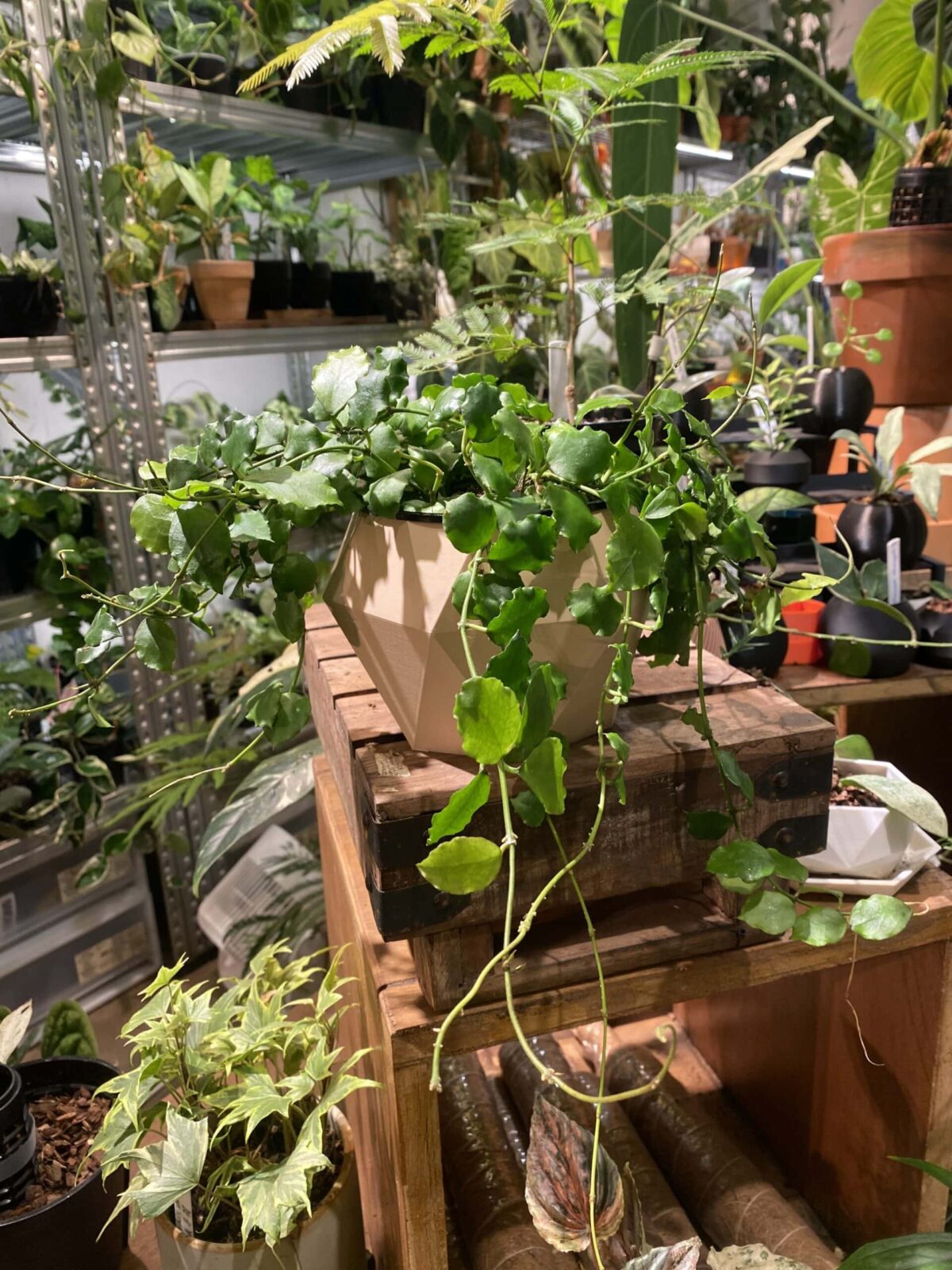 Hoya Endauensis 安達毬蘭