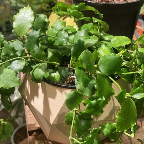 Hoya Endauensis 安達毬蘭（Hoya Endauensis）— 植仔 Plantjai 香港觀葉植物