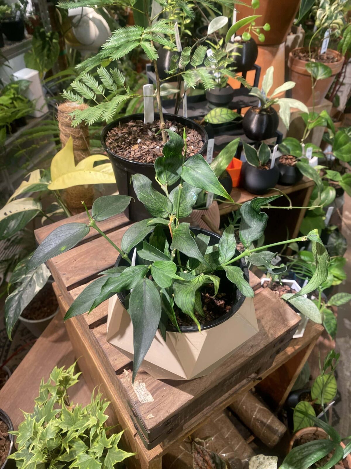 Hoya polyneura 魚尾毬蘭