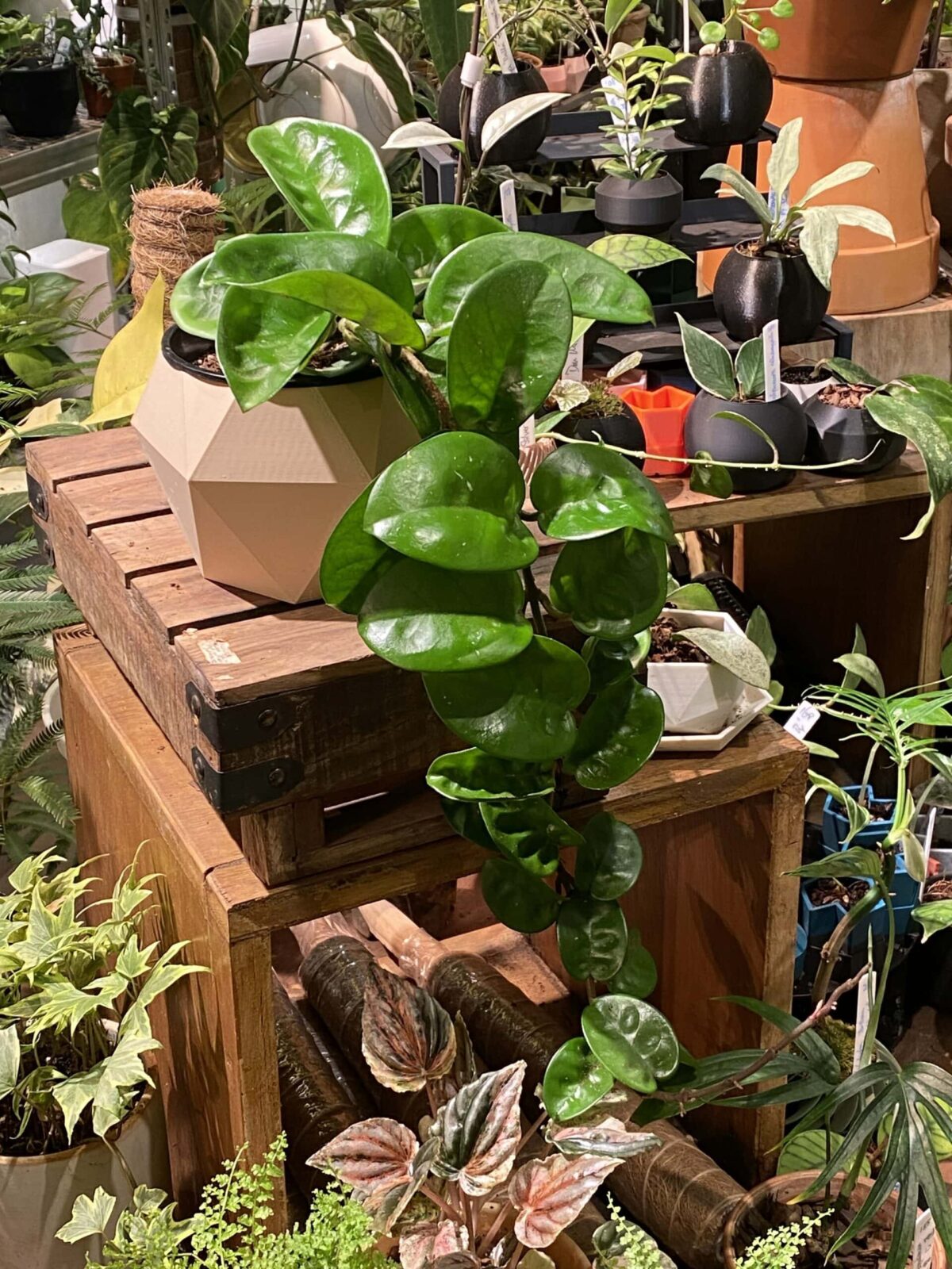 Hoya carnosa clinton 克林頓毬蘭