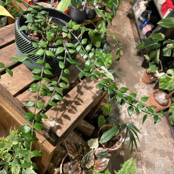 Hoya longicalyx 長萼毬蘭 — 植仔 Plantjai 香港觀葉植物