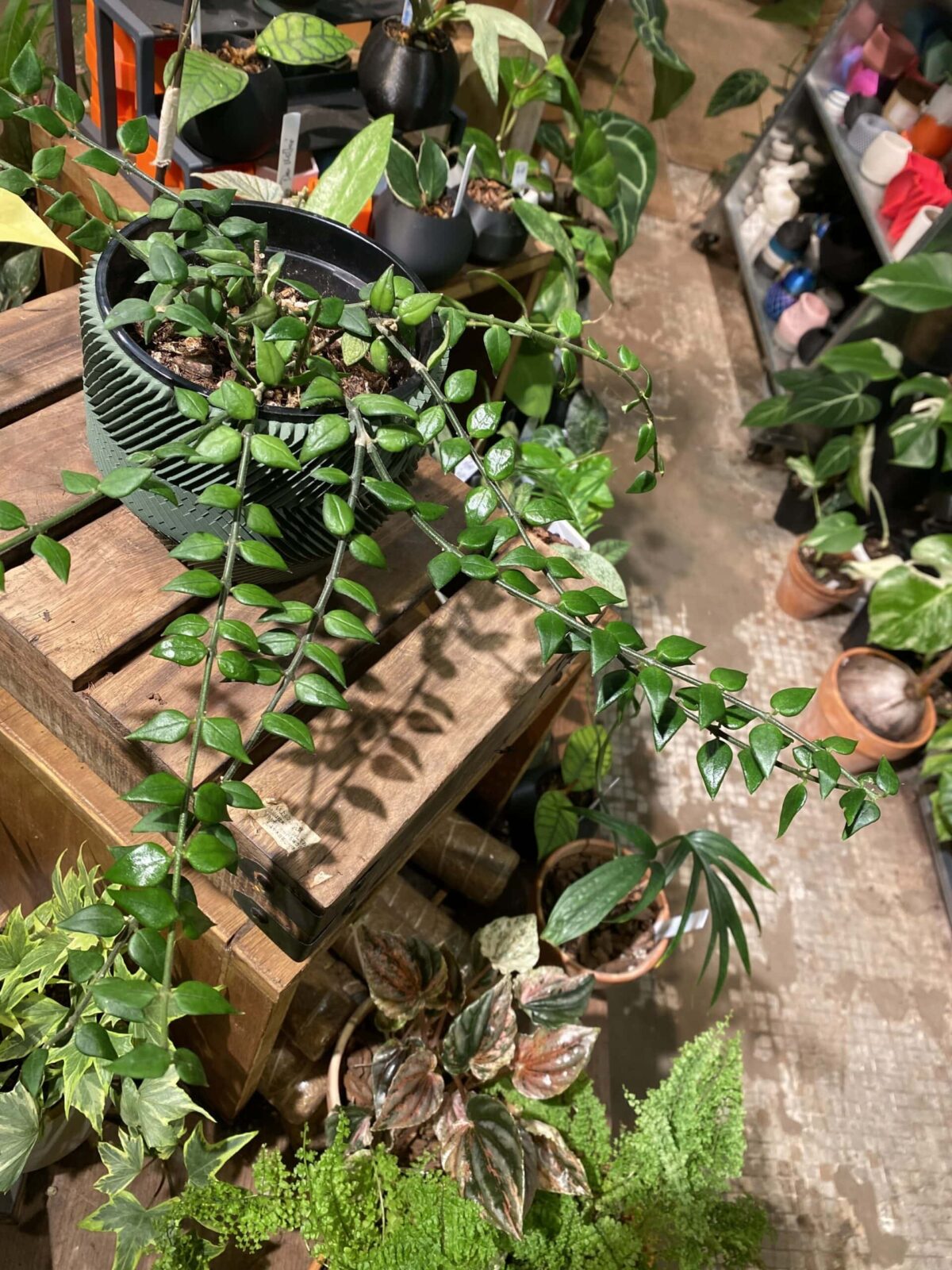 Hoya longicalyx 長萼毬蘭