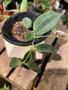 Hoya thomsonii white flower 西藏白花毬蘭