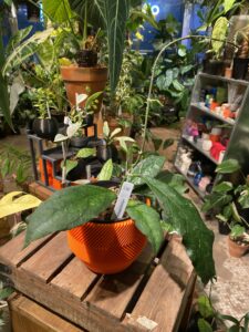 Hoya clemensiorum 反瓣毬蘭