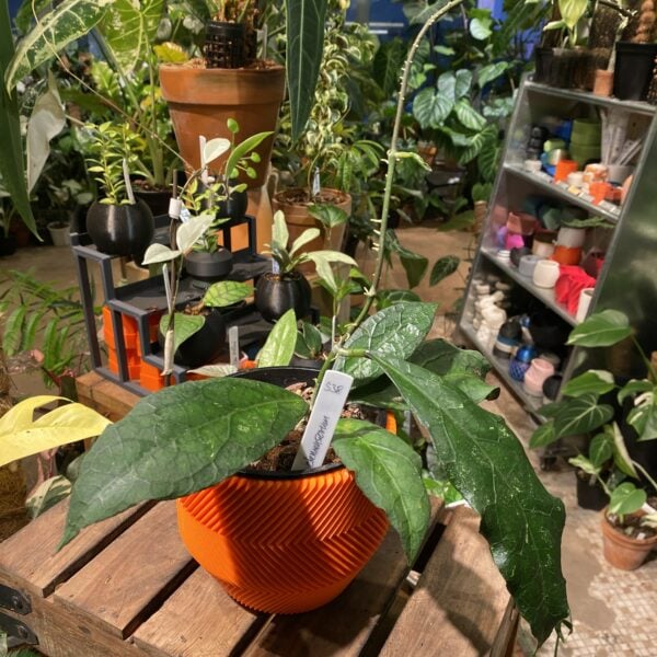 Hoya clemensiorum 反瓣毬蘭 — 植仔 Plantjai 香港觀葉植物