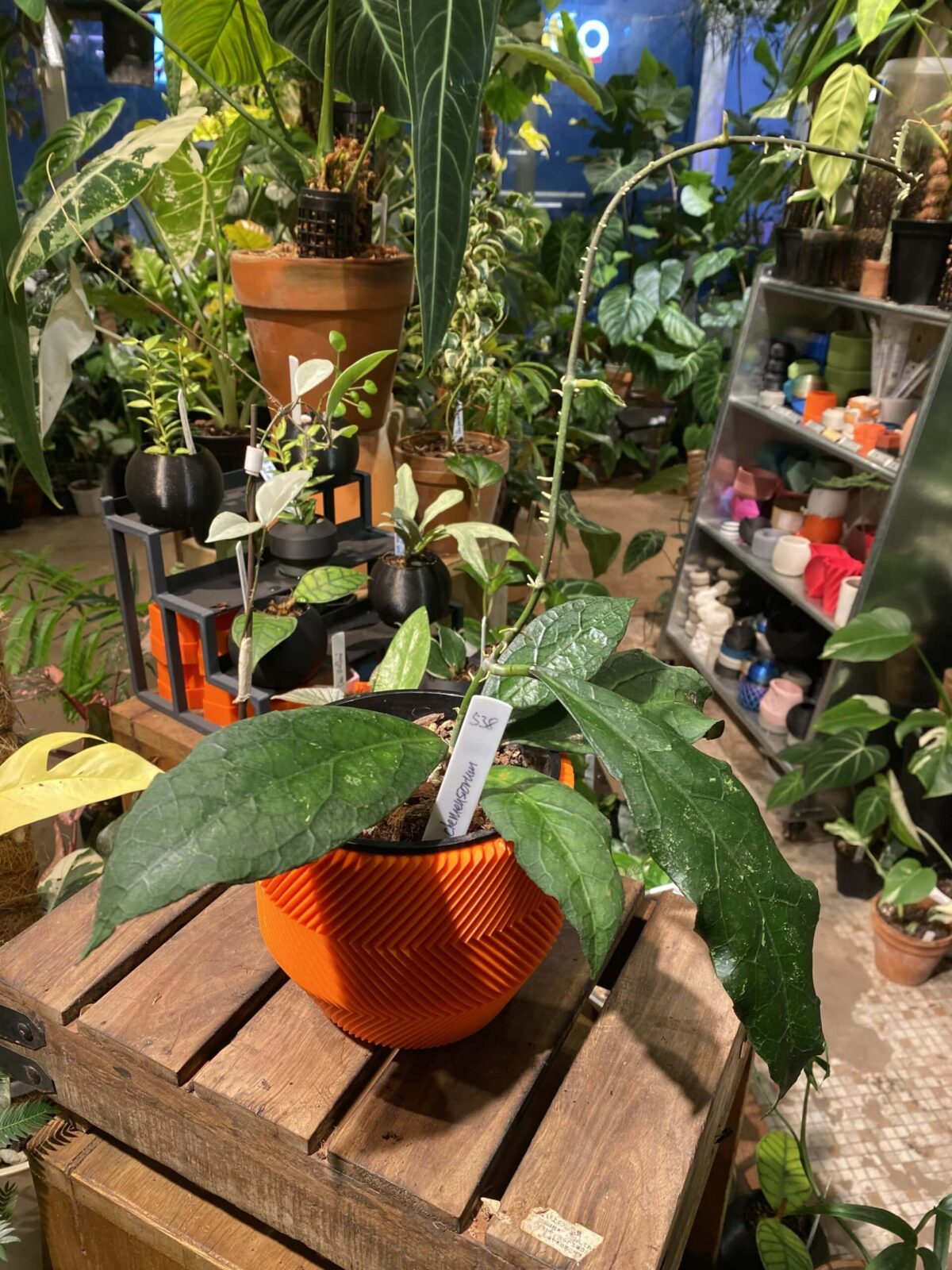 Hoya clemensiorum 反瓣毬蘭