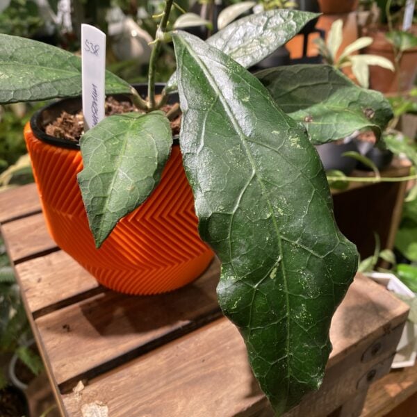 Hoya clemensiorum 反瓣毬蘭（Hoya clemensiorum）— 植仔 Plantjai 香港觀葉植物