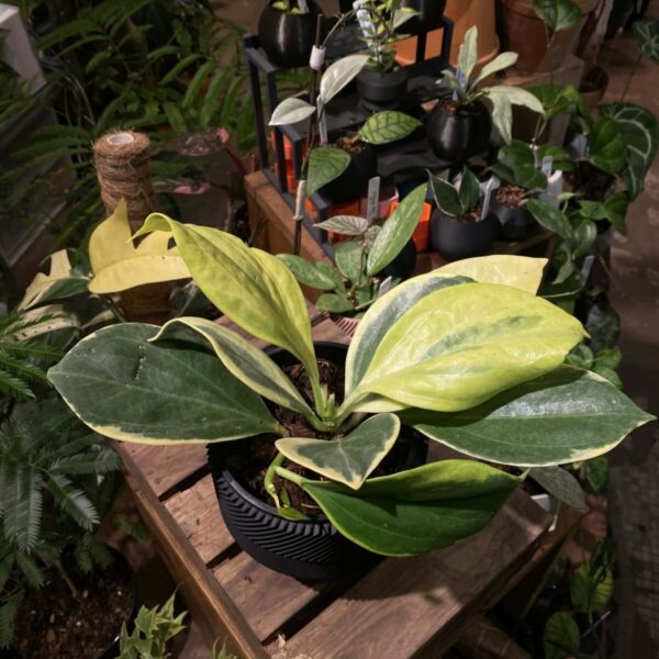 Hoya pachyclada variegata