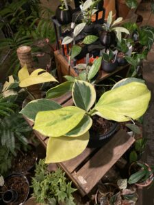Hoya pachyclada variegata - Image 3