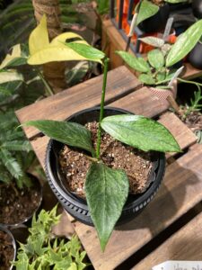 Hoya Polyneura Broget (Silver) 魚尾全銀斑毬蘭