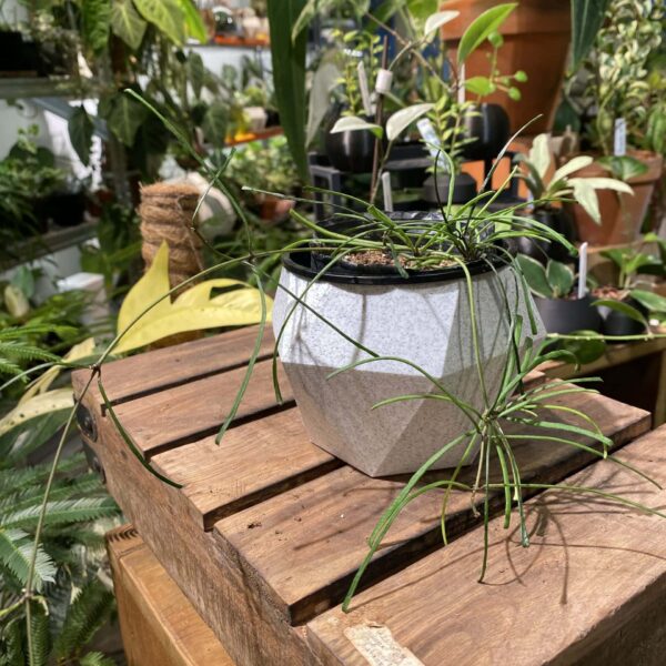 斷葉毬蘭 — 植仔 Plantjai 香港觀葉植物