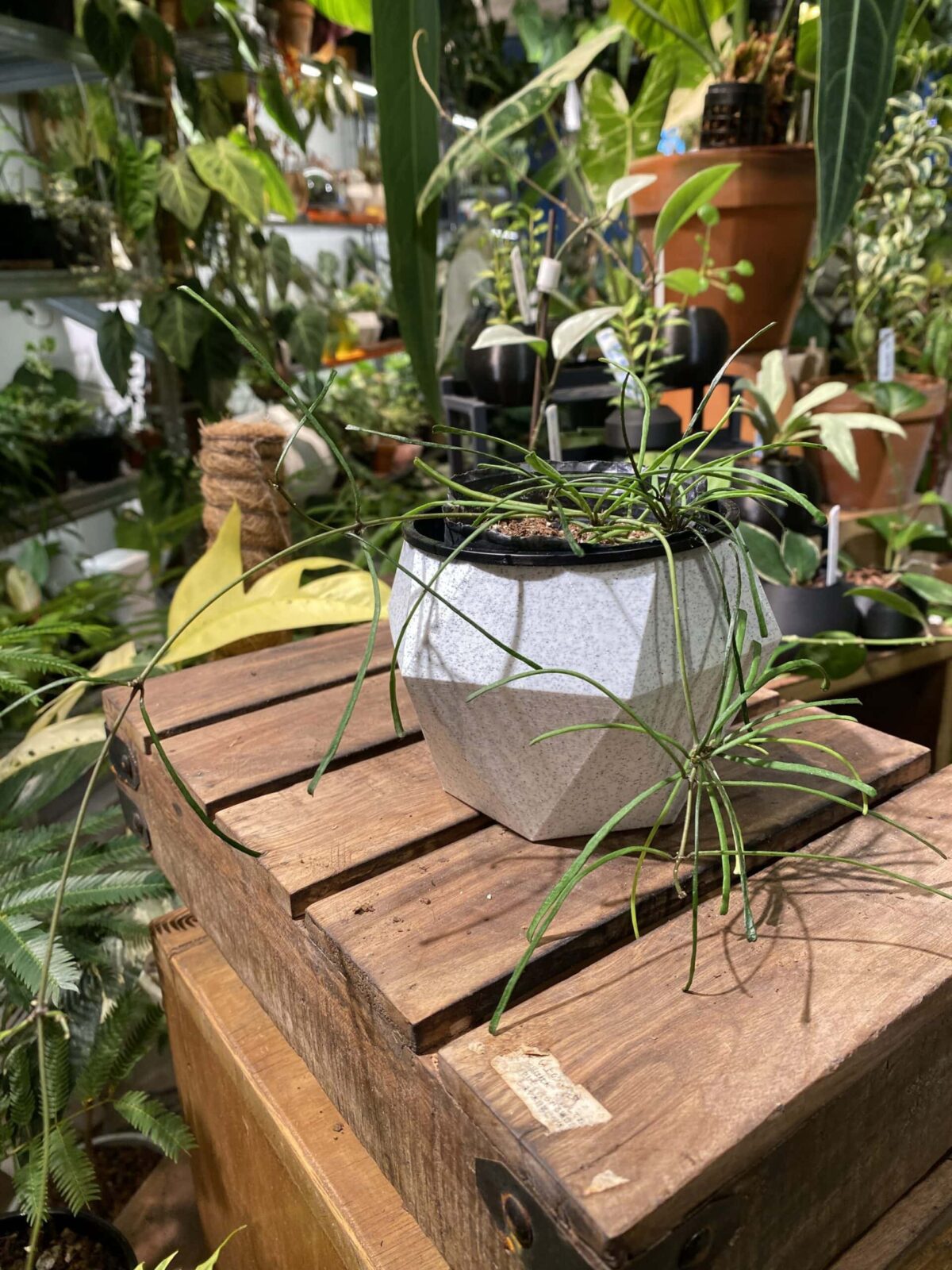 Hoya retusa 斷葉毬蘭