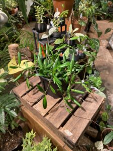 Hoya loheri 洛黑毬蘭