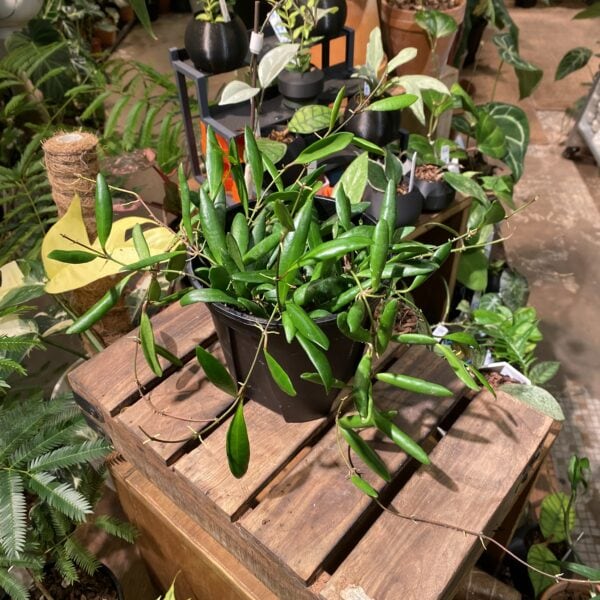 Hoya loheri 洛黑毬蘭 — 植仔 Plantjai 香港觀葉植物