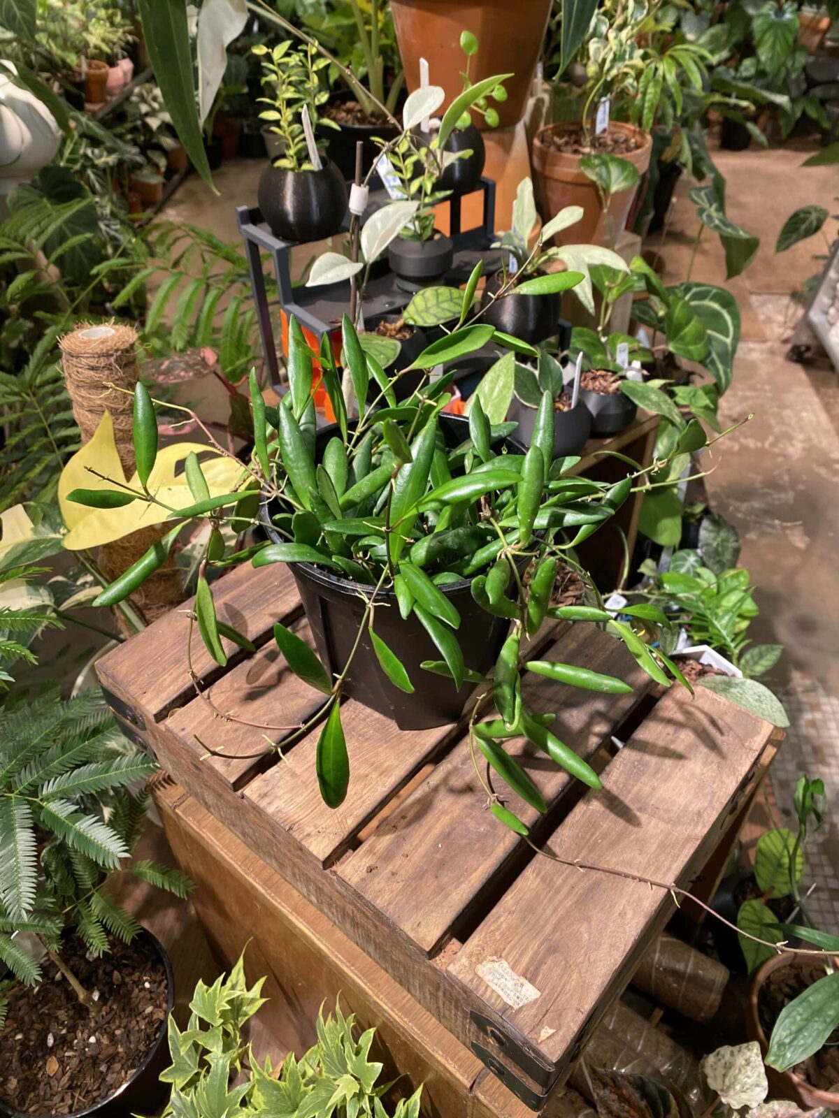 Hoya loheri 洛黑毬蘭