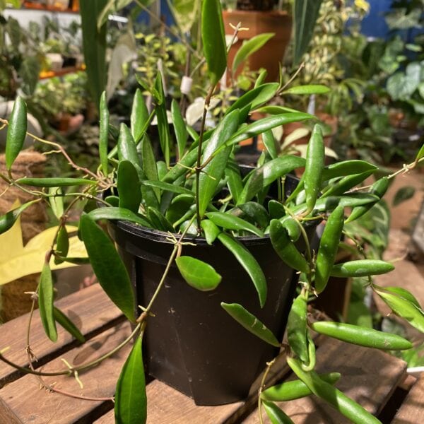 Hoya loheri 洛黑毬蘭（Hoya loheri）— 植仔 Plantjai 香港觀葉植物