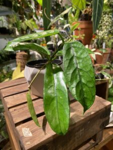 Hoya motoensis 墨脫/光毛毬蘭