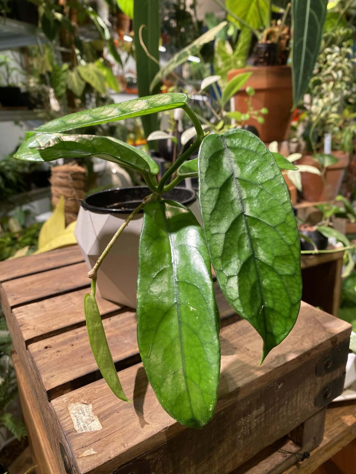 Hoya motoensis 墨脫/光毛毬蘭