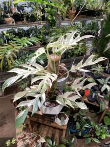 Epipremnum pinnatum variegated 薄荷麒麟尾錦